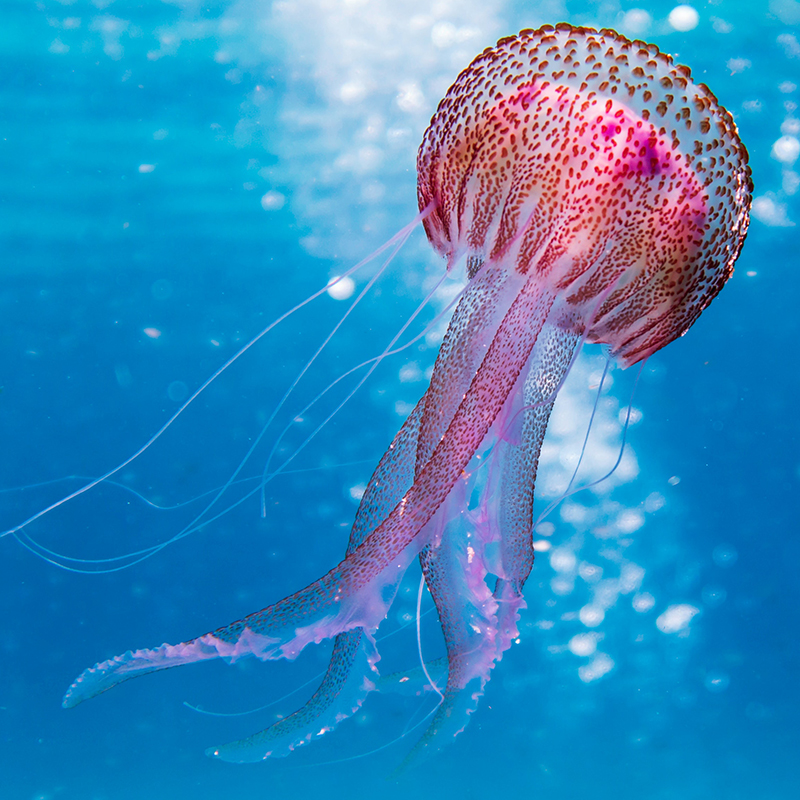 637261809911479821shallow-focus-photo-of-pink-and-brown-jellyfish-1076758.jpg
