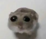 bittibittihamster.png