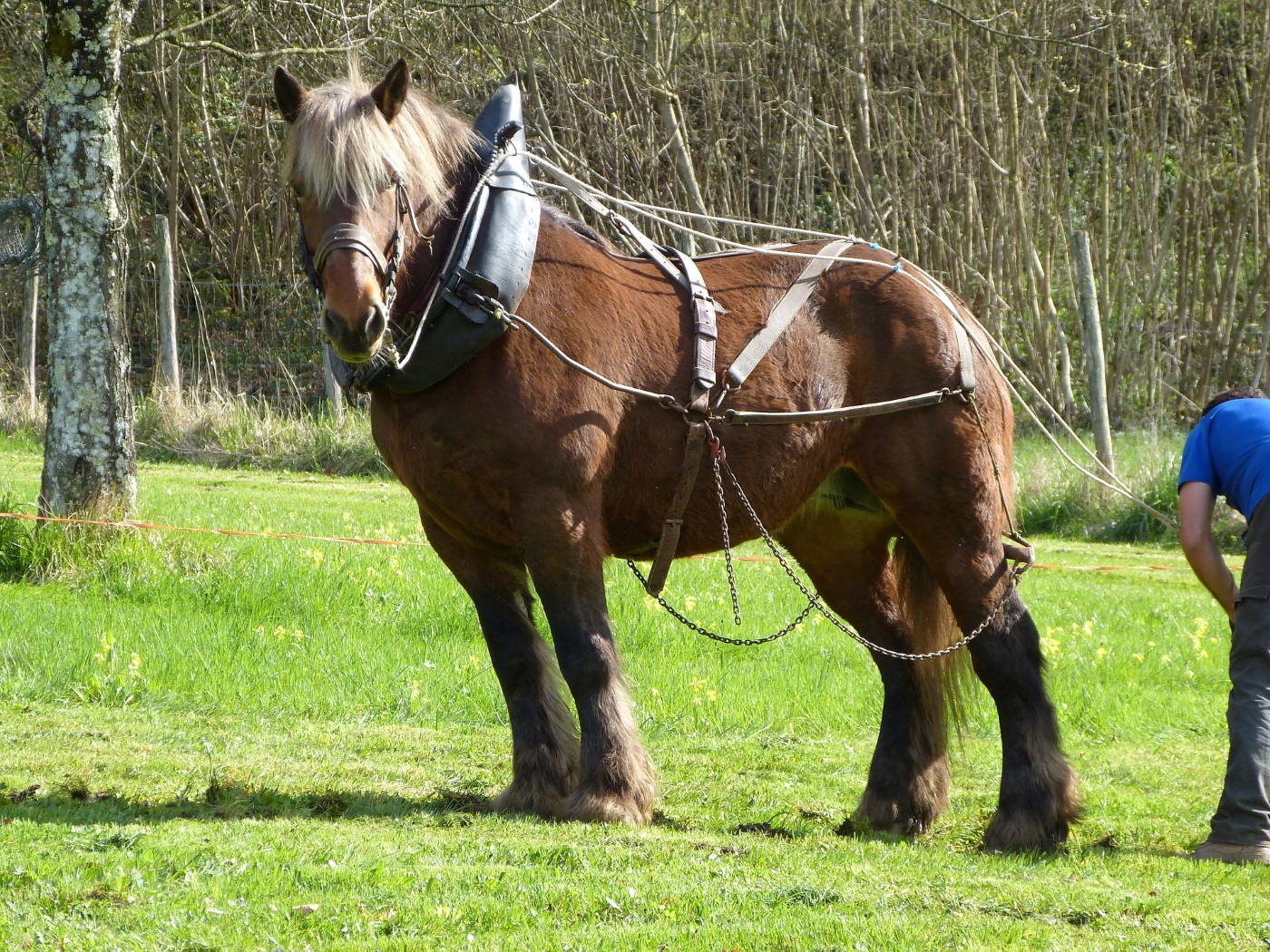 Kaltblut Pferd.jpg