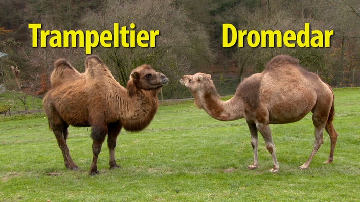 Kamel.jpg