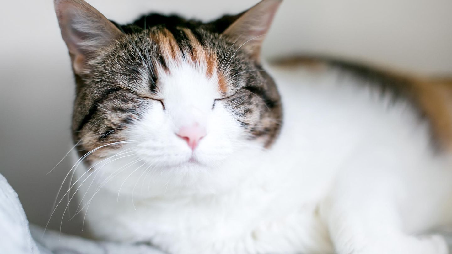 katze-haustier-studie.jpg