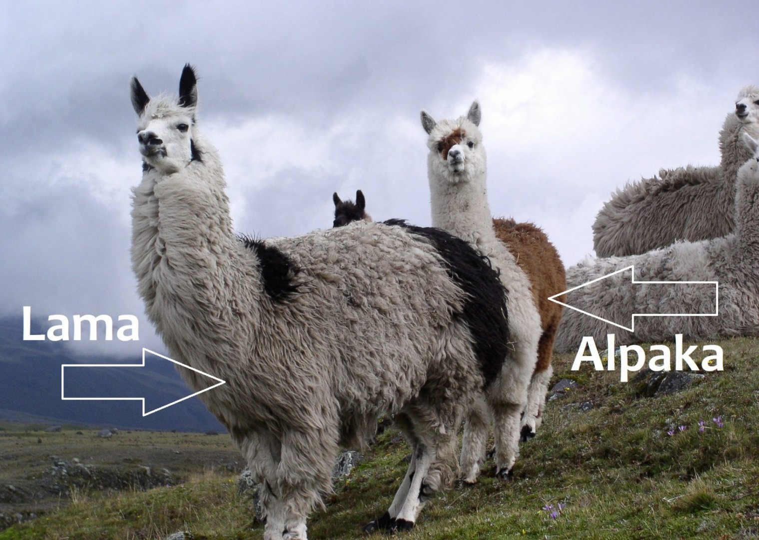 Lama-oder-Alpaka.jpg