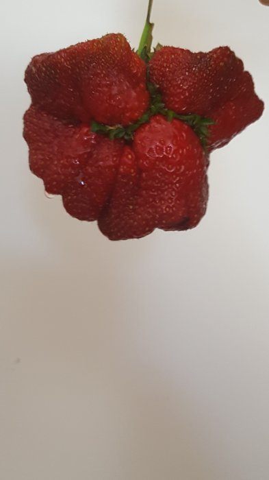 Erdbeere groß.jpg