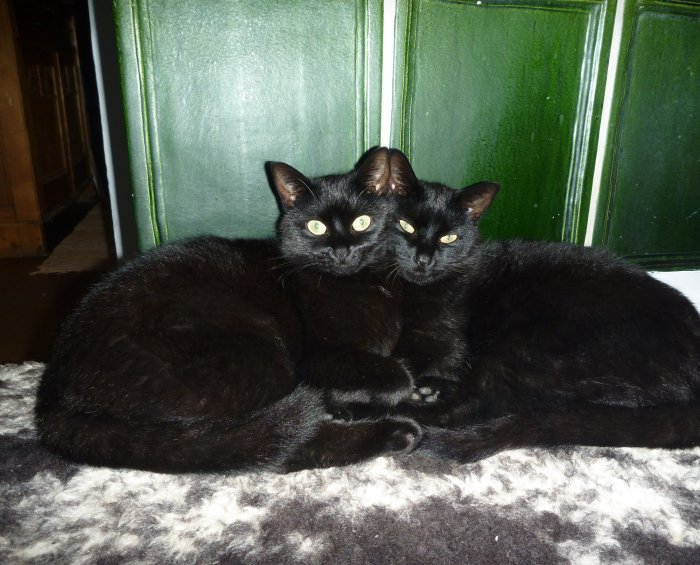 Katzen 9..jpeg