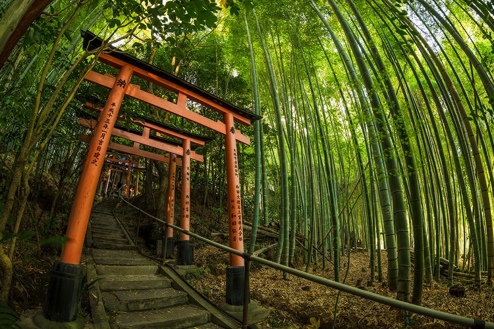 secret-bamboo-forest-fushimi-inari-taisha-shrine-kyoto-japan-torii-gate-fisheye-copy.jpg