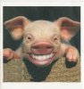 Funny-Pig.jpg
